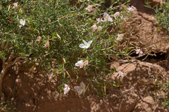 Oenothera pallida