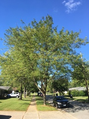 Gleditsia triacanthos inermis