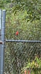 Pyrocephalus rubinus