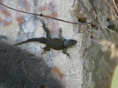 Sceloporus minor