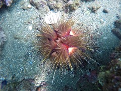 Astropyga pulvinata