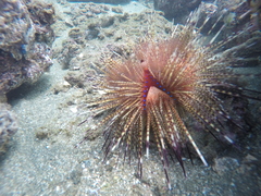 Astropyga pulvinata