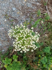 Stevia serrata