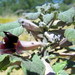 Rogeria adenophylla rosea - Photo (c) Gigi Laidler, algunos derechos reservados (CC BY-NC), subido por Gigi Laidler