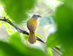 Eucometis penicillata