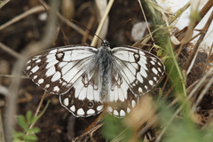 Melanargia larissa