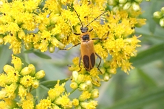 Swammerdamella