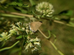 Allosmaitia strophius