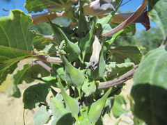 Rogeria adenophylla image