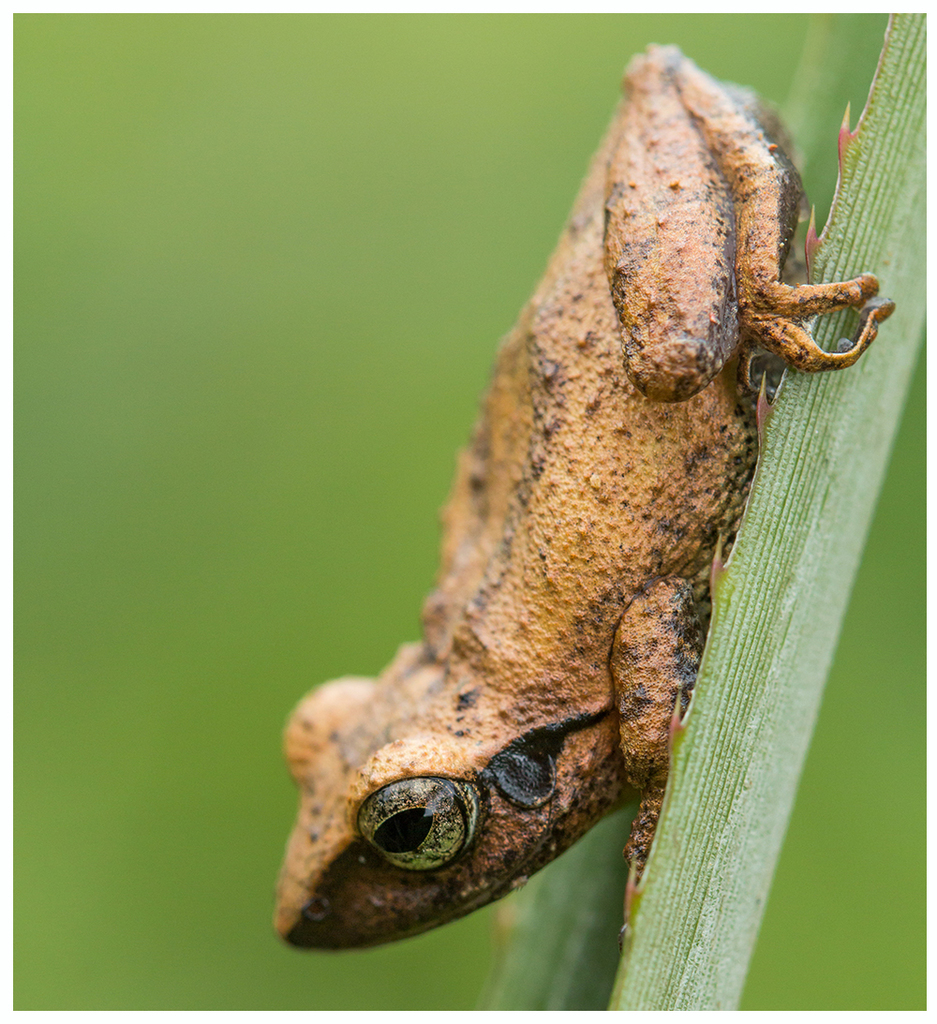 Kani Bush Frog
