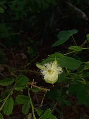 Passiflora eichleriana
