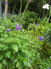 Appias libythea olferna