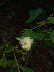 Passiflora eichleriana