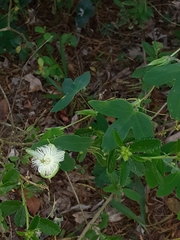 Passiflora eichleriana