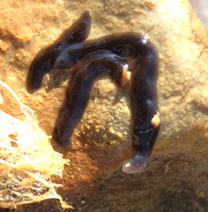 Continenticola