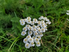 Achillea millefolium