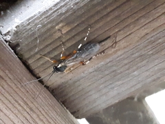 Itoplectis