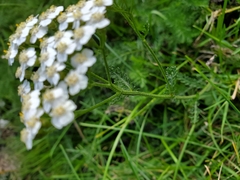 Achillea millefolium