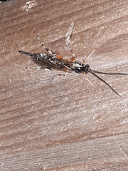 Itoplectis