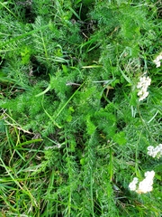 Achillea millefolium
