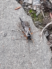 Itoplectis