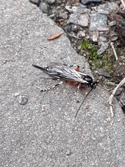 Itoplectis