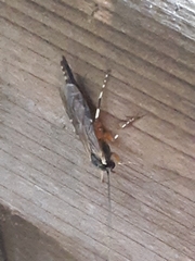 Itoplectis