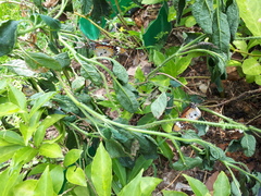 Danaus chrysippus chrysippus