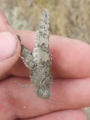 Trimerotropis pseudofasciata