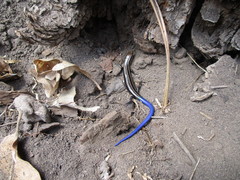 Plestiodon multivirgatus