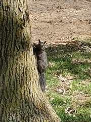 Sciurus carolinensis