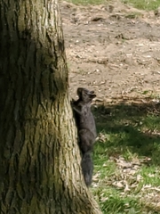 Sciurus carolinensis