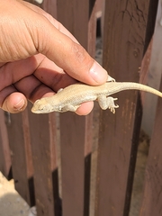 Sceloporus arenicolus