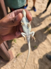 Sceloporus arenicolus