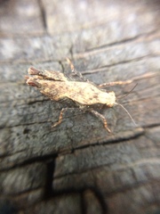Tettigidea