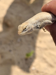 Sceloporus arenicolus