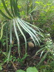 Zamia loddigesii