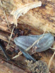 Carinarion