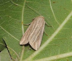 Mythimna riparia