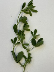 Medicago sativa