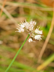 Allium suaveolens