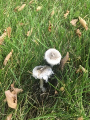 Coprinus comatus