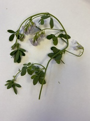 Medicago sativa