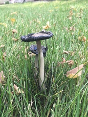 Coprinus comatus