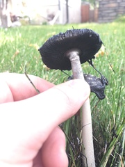 Coprinus comatus