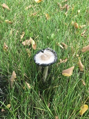 Coprinus comatus