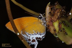 Eooxylides tharis distanti