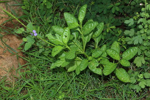 Blue Porterweed