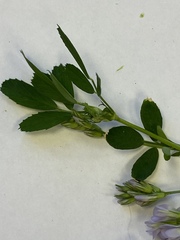 Medicago sativa