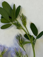 Medicago sativa